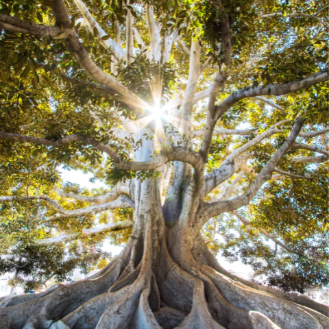 albero